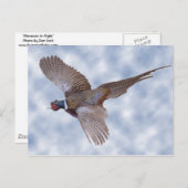 fazant tijdens de vlucht briefkaart (Voorkant / Achterkant)