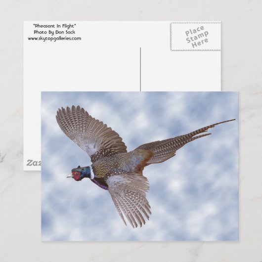 fazant tijdens de vlucht briefkaart (Voorkant / Achterkant)