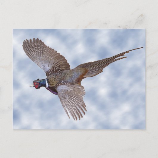 fazant tijdens de vlucht briefkaart (Voorkant)