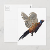 fazant zonder tekst briefkaart (Voorkant / Achterkant)