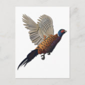 fazant zonder tekst briefkaart (Voorkant)