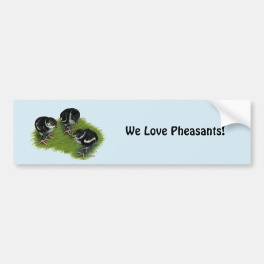 Fazant Zwarte Kuikens Bumpersticker (Voorkant)