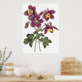 Fbotanische PREMIUM KWALITEITdrukknop van kolommen Poster (Keuken)