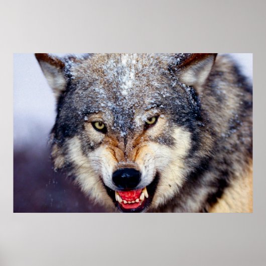 Fearsome Wolf Poster (Voorkant)
