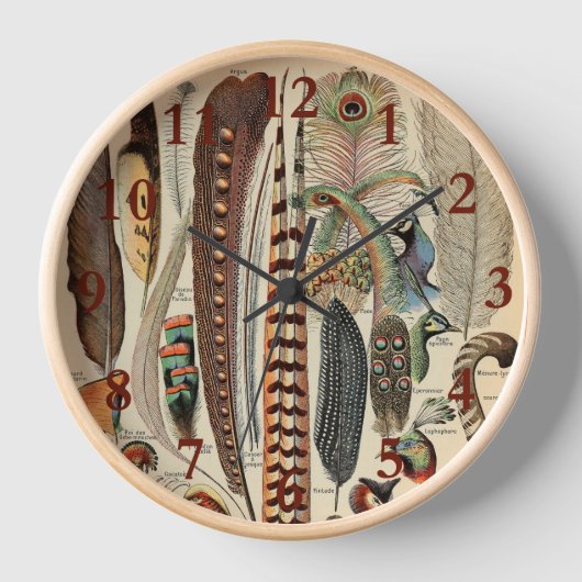 Feather Bird Wildlife Antiek veren (Voorkant)