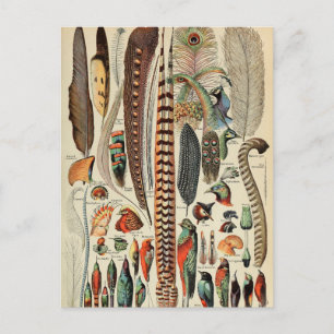Feather Bird Wildlife Antiek veren Briefkaart