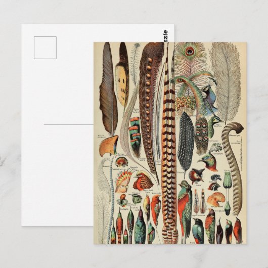 Feather Bird Wildlife Antiek veren Briefkaart (Voorkant / Achterkant)