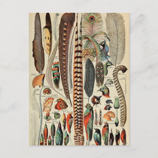 Feather Bird Wildlife Antiek veren Briefkaart (Voorkant)