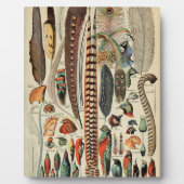 Feather Bird Wildlife Antiek veren Fotoplaat (Voorkant)