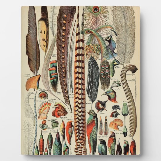 Feather Bird Wildlife Antiek veren Fotoplaat (Voorkant)