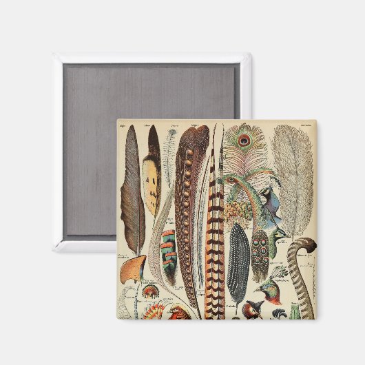 Feather Bird Wildlife Antiek veren Magneet (Voorkant / Achterkant)