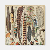 Feather Bird Wildlife Antiek veren Magneet (Voorkant)