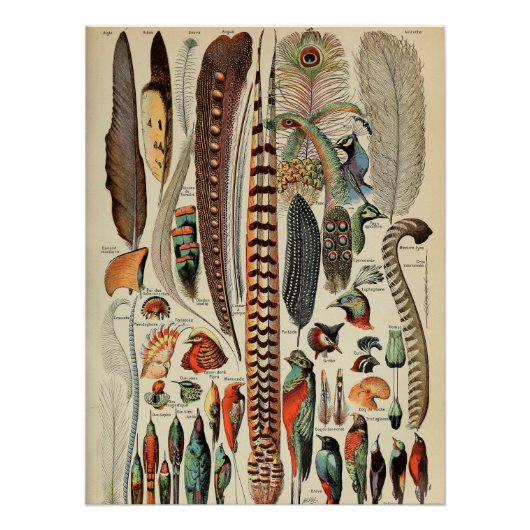 Feather Bird Wildlife Antiek veren Perfect Poster (Voorkant)