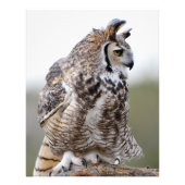 Feather Great Horned Owl Foto Afdruk (Voorkant)