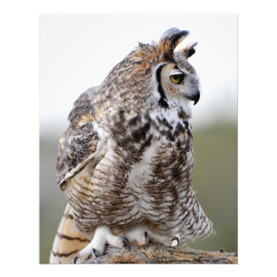Feather Great Horned Owl Foto Foto Afdruk