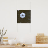 Feather on the water poster (Keuken)