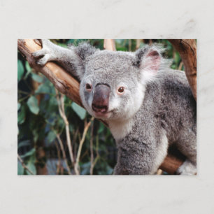 Featherdale Wildlife Park, Koala-Beren Briefkaart