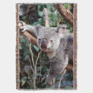 Featherdale Wildlife Park, Koala beren Deken