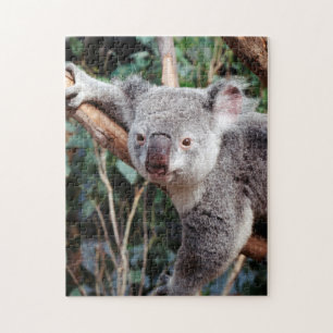 Featherdale Wildlife Park, Koala beren Legpuzzel