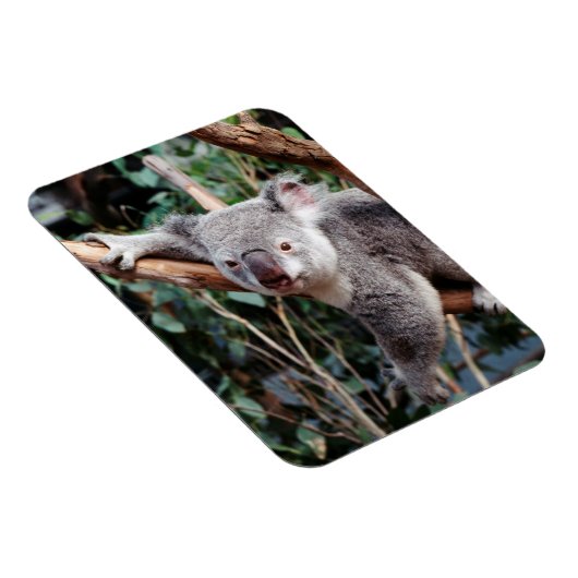 Featherdale Wildlife Park, Koala-Beren Magneet (Rechterzijde)