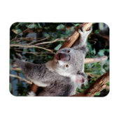 Featherdale Wildlife Park, Koala-Beren Magneet (Horizontaal)