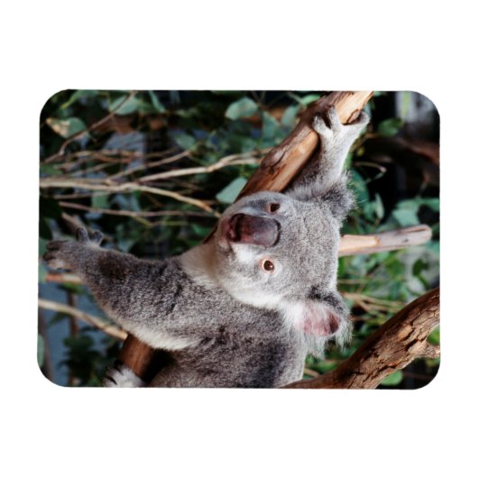 Featherdale Wildlife Park, Koala-Beren Magneet (Horizontaal)