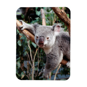 Featherdale Wildlife Park, Koala-Beren Magneet