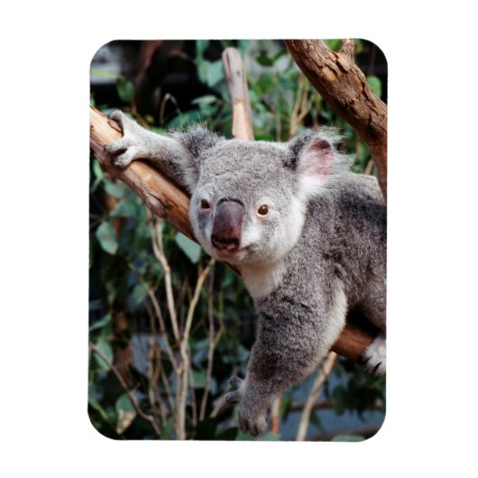 Featherdale Wildlife Park, Koala-Beren Magneet (Verticaal)