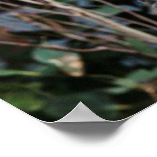 Featherdale Wildlife Park, Koala-Beren Poster (Hoek)