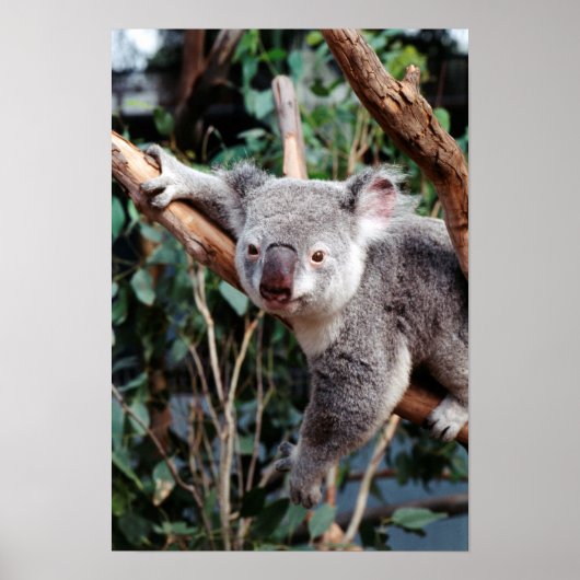 Featherdale Wildlife Park, Koala-Beren Poster (Voorkant)