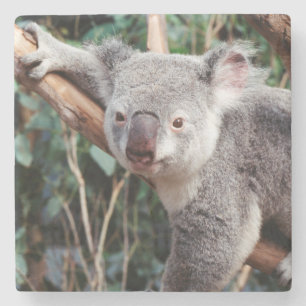 Featherdale Wildlife Park, Koala beren Stenen Onderzetter