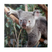 Featherdale Wildlife Park, Koala-Beren Tegeltje (Voorkant)