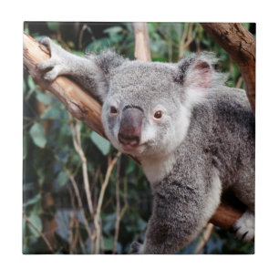 Featherdale Wildlife Park, Koala-Beren Tegeltje