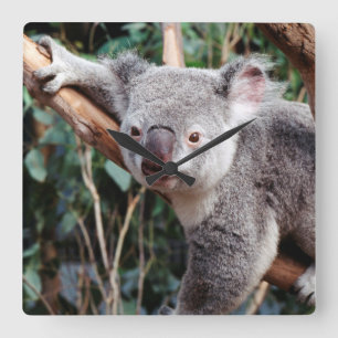 Featherdale Wildlife Park, Koala-Beren Vierkante Klok