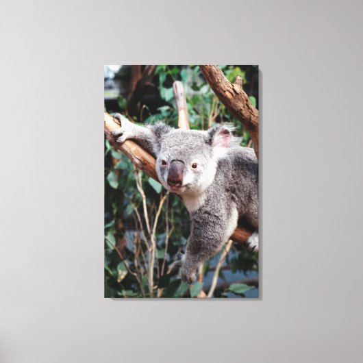 Featherdale Wildlife Park, Koala's Canvas Afdruk (Voorkant)