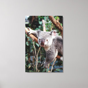 Featherdale Wildlife Park, Koala's Canvas Afdruk