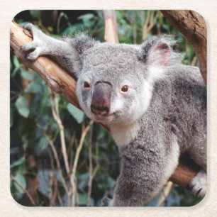 Featherdale Wildlife Park, Koala's Kartonnen Onderzetters