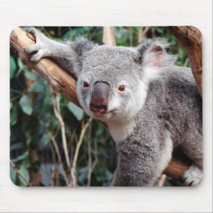 Featherdale Wildlife Park, Koala's Muismat