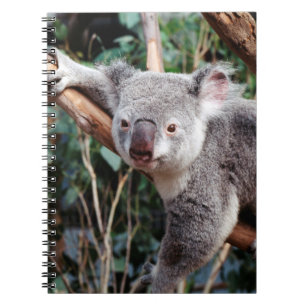 Featherdale Wildlife Park, Koala's Notitieboek