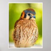 Feathered Ember: The Watchful Kestrel Poster (Voorkant)