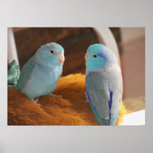 Feathered Friends Blue Pacific Parrotlets Bird Art Poster