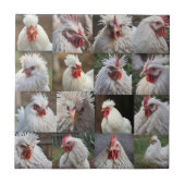 Feathers in Focus: een portret van een witte kip Tegeltje (Voorkant)