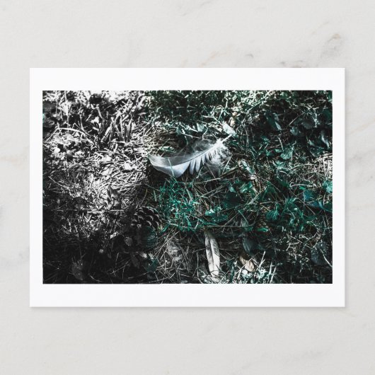 Feathers in the Woods by Jeffrey H. Thornton:  Briefkaart (Voorkant)