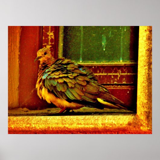 Feathery Dove Poster (Voorkant)