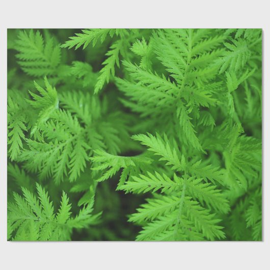 Feathery Green Ferns Cadeaupapier (Vlak)
