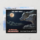 Feb25k-De grijze wolf is bedreigd in Californië Briefkaart (Voorkant / Achterkant)