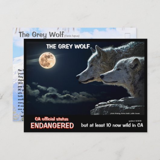 Feb25k-De grijze wolf is bedreigd in Californië Briefkaart (Voorkant / Achterkant)