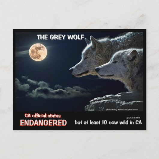 Feb25k-De grijze wolf is bedreigd in Californië Briefkaart (Voorkant)