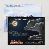 Feb25m-De grijze wolf is bedreigd in Californië Briefkaart (Voorkant / Achterkant)