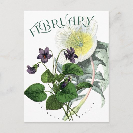 Februari Bloemen Primrose en Violet Fancy Briefkaart (Voorkant)